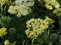 Achillea millefolium-Hybr. Credo