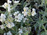Anaphalis margaritaceae var. yedoensis