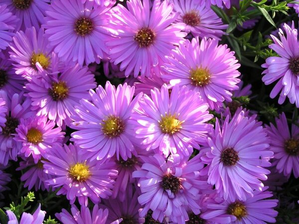 Aster (Symphyotrichum) dumosus Herbstgruß vom Bresserhof