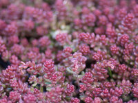 Sedum album Galicica