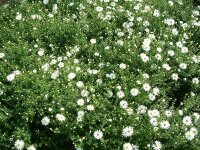 Aster (Symphyotrichum) dumosus Schneekissen