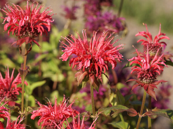 Monarda Fistulosa-Hybr. Balance