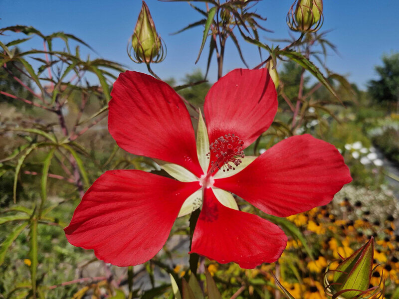 Hibiscus coccineus