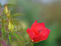 Hibiscus coccineus