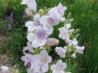 Penstemon cobaea