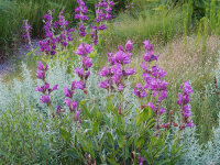 Penstemon cobaea
