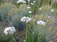 Allium ramosum (syn. odorum)
