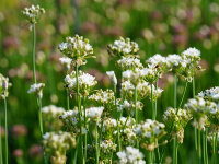 Allium ramosum (syn. odorum)