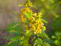 Cassia (Senna) hebecarpa