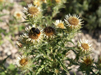 Carlina vulgaris