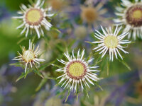 Carlina vulgaris