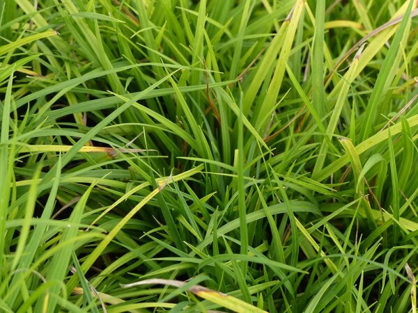 Carex digitata