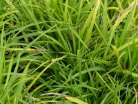Carex digitata