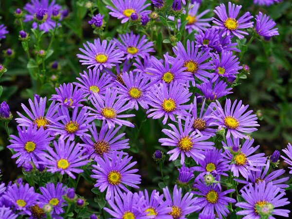 Aster amellus Blue King