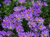 Aster amellus Blue King