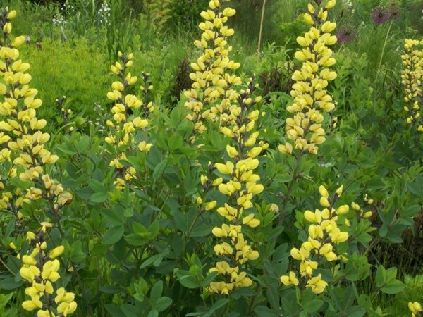 Baptisia  Lemon Meringue®