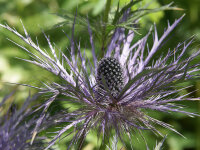 Eryngium x zabelii Big Blue(S)