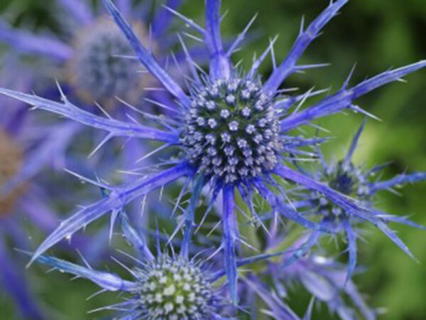 Eryngium x zabelii Pen Blue