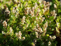 Aconogonon tortuosum var. glabrifolium Kahil