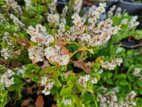 Aconogonon tortuosum var. glabrifolium Kahil