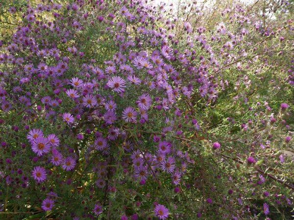 Aster (Symphyotrichum) x amethystinus Freiburg