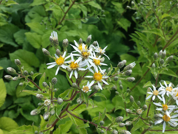 Aster (Eurybia) schreberi (macrophyllus Albus (hort.))