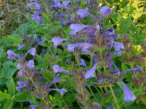 Nepeta yunnanensis Blue Dragon