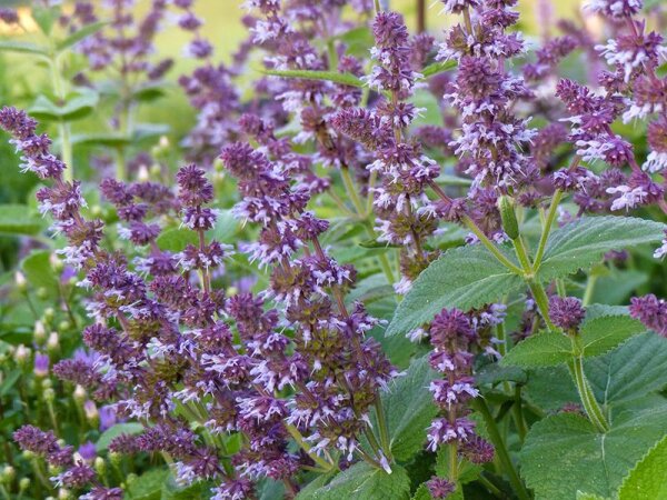 Salvia verticillata Hannays Blue