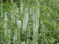 Veronica longifolia Charlotte®