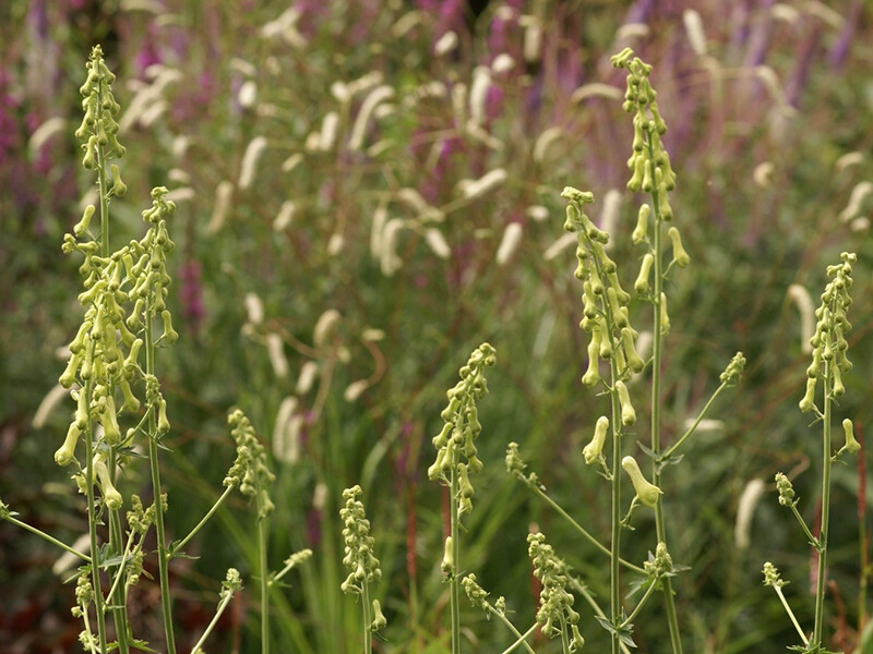 Aconitum lamarckii