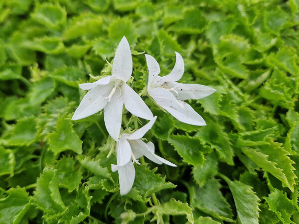 Campanula poscharskyana Silberregen