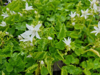 Campanula poscharskyana Silberregen