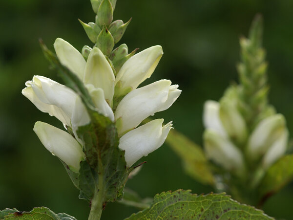 Chelone obliqua Alba