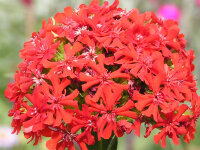 Lychnis calcedonica