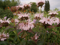 Monarda bradburiana Verbesserte Ozark