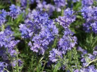 Veronica teucrium Lapislazuli