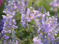 Veronica teucrium Lapislazuli