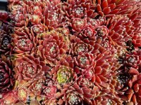 Sempervivum arachnoideum Silberkarneol