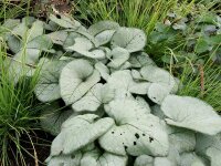 Brunnera macrophylla Looking Glass&reg;