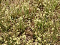 Carex umbrosa