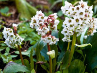 Bergenia Hybr. Bressingham White