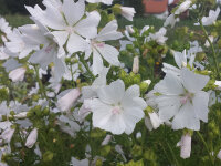 Malva moschata Alba