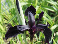Iris chrysographes Black Form