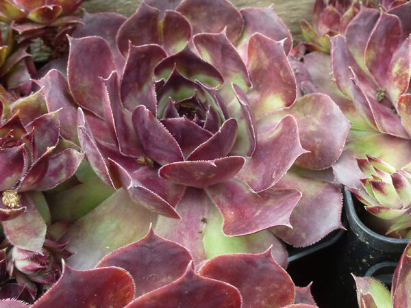 Sempervivum Hybr. Dark Beauty