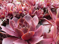 Sempervivum Hybr. Othello