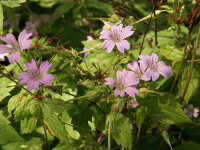 Geranium nodosum