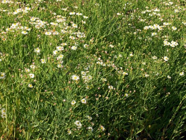 Boltonia asteroides var. latisquama Snowbank
