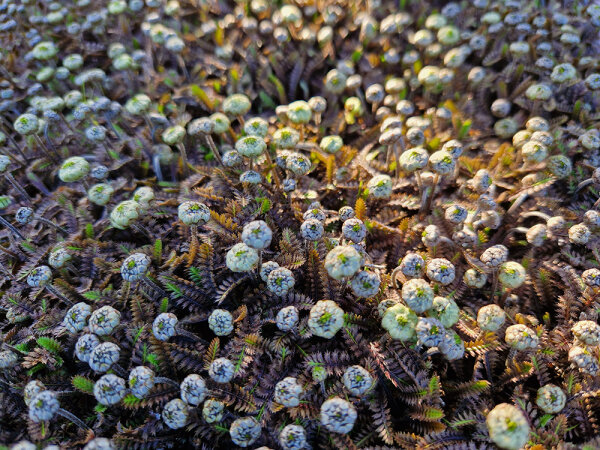 Cotula squalida (Leptinella angustata) Platts Black