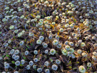 Cotula squalida (Leptinella angustata) Platts Black