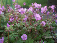 Geranium x cantabrigiense Karmina